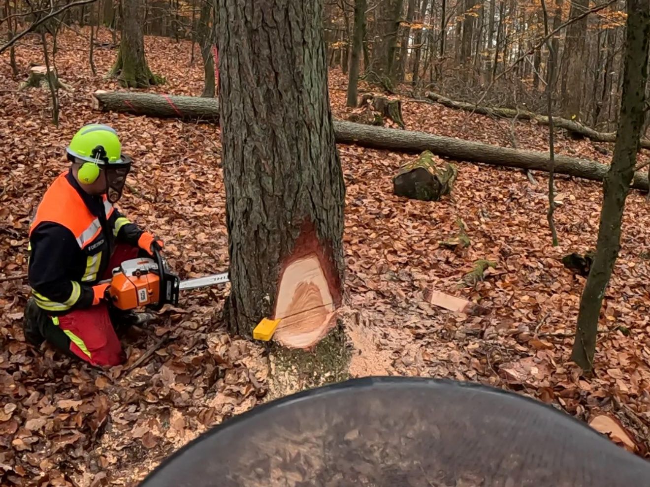 Motorsägen-Aufbaulehrgang (Modul B DGUV-I 214-059) in 35713 Eschenburg