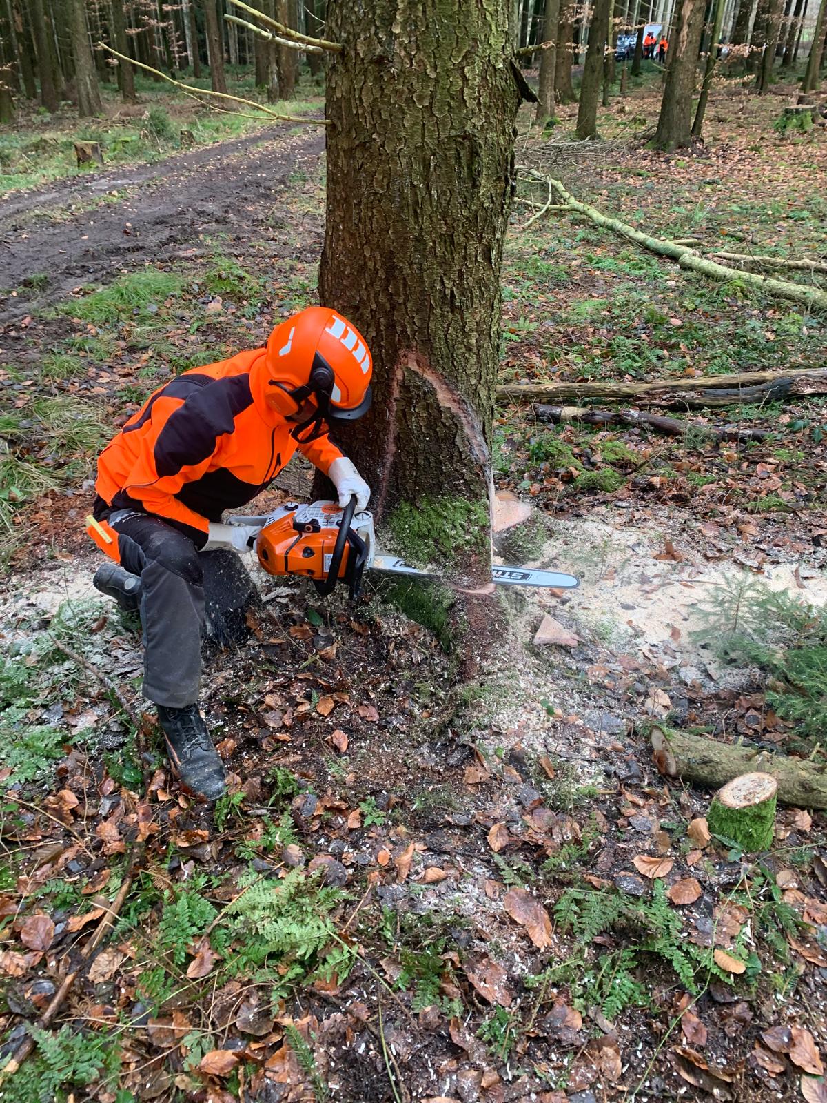 Motorsägen-Aufbaulehrgang (Modul B DGUV-I 214-059) in 21529 Kröppelshagen – Bild 4