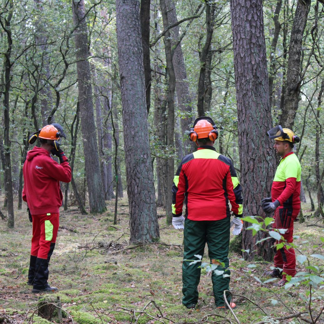 Motorsägen-Aufbaulehrgang (Modul B DGUV-I 214-059) in 17213 Fünfseen